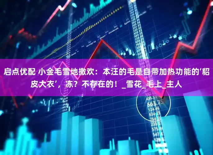 启点优配 小金毛雪地撒欢：本汪的毛是自带加热功能的‘貂皮大衣’，冻？不存在的！_雪花_毛上_主人